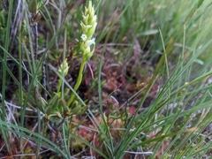 Spiranthes × stellata