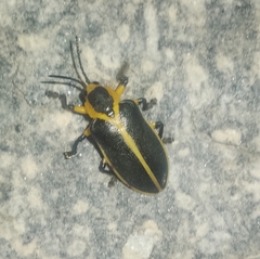 Mecistomela marginata