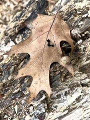 Amphibolips quercusostensackenii