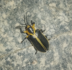 Mecistomela marginata