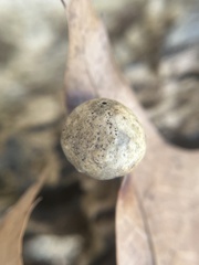 Amphibolips quercusostensackenii