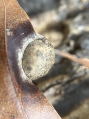 Amphibolips quercusostensackenii