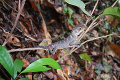 Enyalioides laticeps