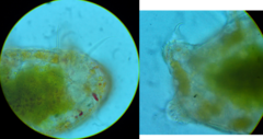 Echiniscidae