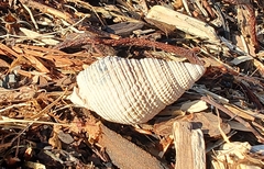 Nassarius fossatus