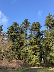 Pseudotsuga menziesii