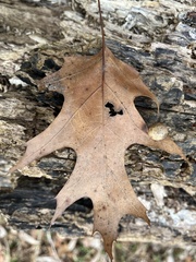 Amphibolips quercusostensackenii