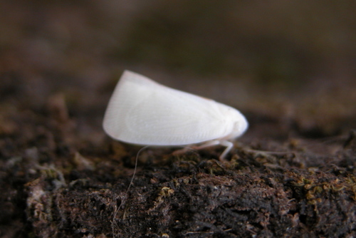 Flatidae