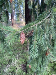 Pseudotsuga menziesii