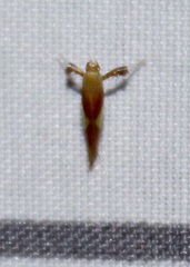 Caloptilia packardella