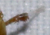 Caloptilia packardella