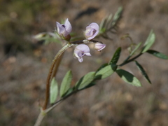 Vicia hirsuta