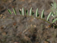 Vicia hirsuta