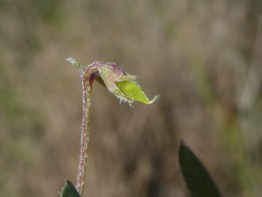 Vicia hirsuta