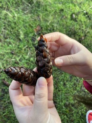 Pseudotsuga menziesii