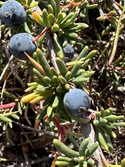 Berberis empetrifolia