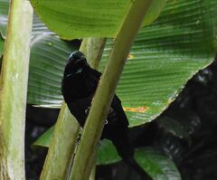 Ptiloris victoriae
