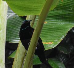 Ptiloris victoriae