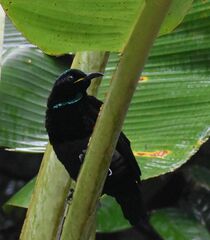 Ptiloris victoriae