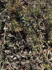 Berberis empetrifolia