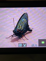 Atlides polybe