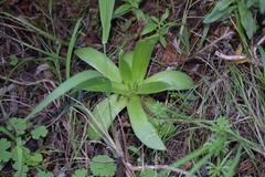 Dudleya lanceolata