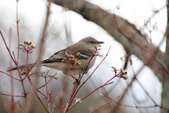 Mimus polyglottos