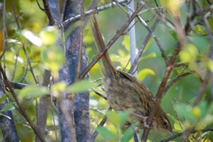 Poodytes punctatus punctatus