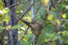 Poodytes punctatus punctatus