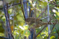 Poodytes punctatus punctatus