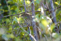 Poodytes punctatus punctatus