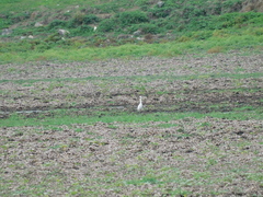 Egretta thula
