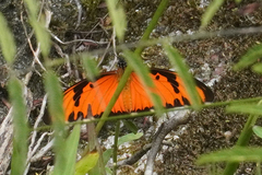 Dione vanillae lucina