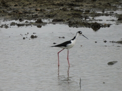 Himantopus mexicanus