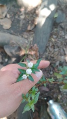 Ageratina gracilis