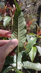 Palicourea angustifolia
