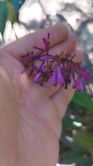 Palicourea angustifolia