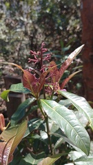 Palicourea angustifolia
