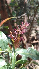 Palicourea angustifolia