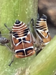 Eurymeloides punctata