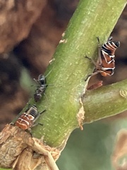 Eurymeloides punctata