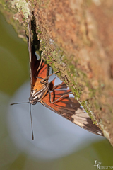 Hamadryas amphinome amphinome