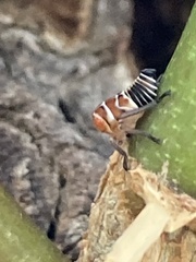 Eurymeloides punctata