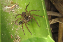 Aglaoctenus oblongus