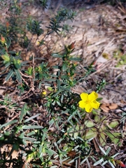 Cistus calycinus