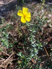 Cistus calycinus