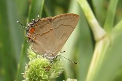 Badecla argentinensis