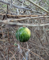 Cucurbita argyrosperma