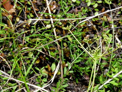 Anisotome filifolia