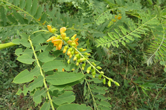 Sesbania virgata